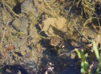 the frog is sitting in the water