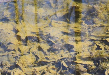 the frog is sitting in the water