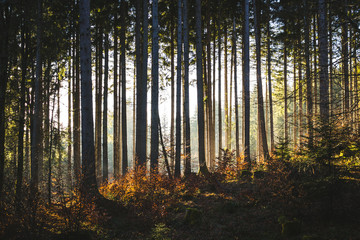 Fototapeta premium Autumn forrest.