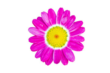 Pink flowers with water droplets attached to a white patterned background