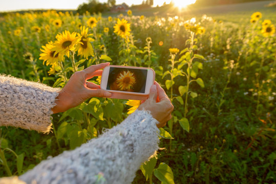 Hands of mature woman taking picture with phone at sunflower garden farm