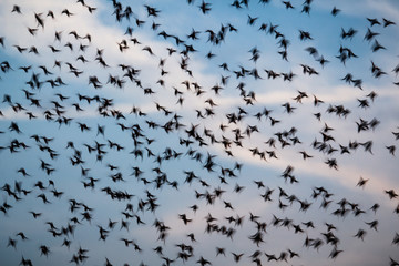 Swarm of birds.