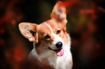 dog peeks out from spring bloom