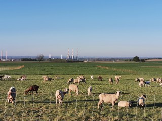 Natur; Tiere, Himmel; Landschaft; Landiwrtschaft; Blumen; 