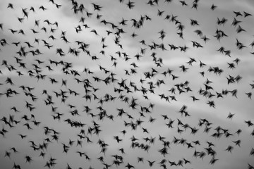 Swarm of birds in black and white.