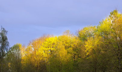 Fototapeta premium Landscape of various trees in the spring evening