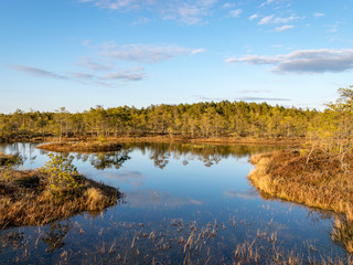 Colorful evening and sunset over the bog lake, crystal clear lake and bog in the evening, reflections on the water. Pine in the background.