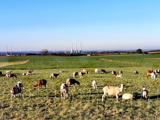 Natur; Tiere, Himmel; Landschaft; Landiwrtschaft; Blumen; 