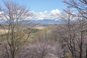 上富良野町　深山峠さくら園