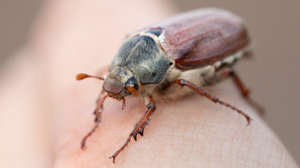 Melolontha, a large yellow beetle on his hand, selective focus.