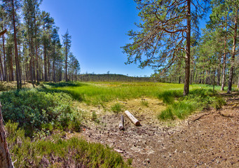 Dumme Mosse nature reserve outside of Jönköping, Sweden
