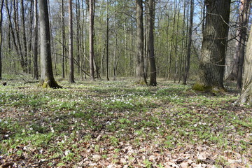 spring in the woods