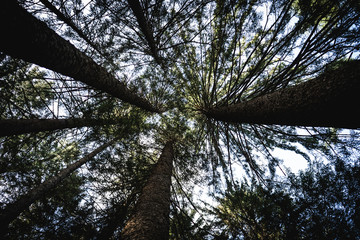 Fototapeta premium Trees photographed from the bottom.