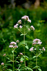 wild flowers in the forest