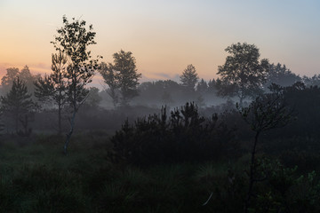 Fototapeta na wymiar Swamp during blue hour in the morning.