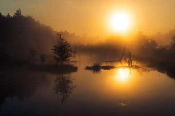 Swamp during sunrise.