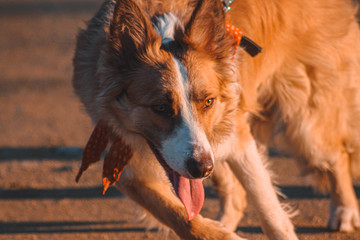 dog