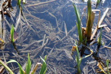 frog in the grass