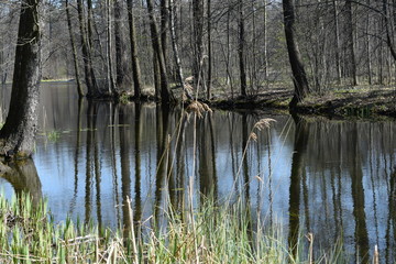 lake in the forest