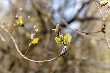 Spring blooming willow flowers. Sunny day in the forest.