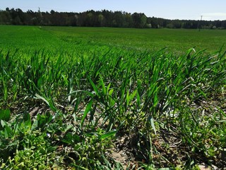 Tiere; Natur; Landschaft; Landwirtschaft; See; Bach; Weiher; Blumen; 