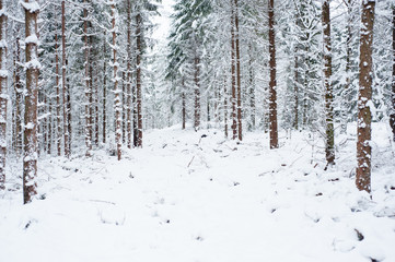 Fototapeta premium snow covered forest 