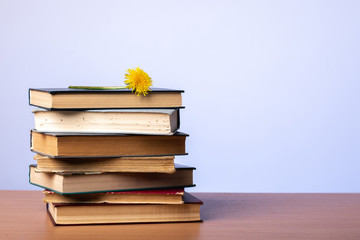 A stack of books with dandelion on top on a table against a blue wall. learning concept.