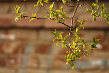 green leaves on a tree