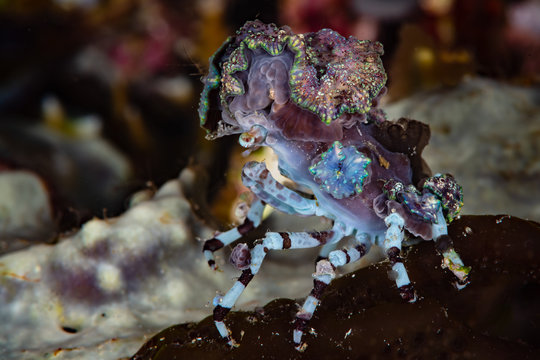 corallimorph decorator crab