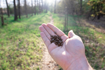 Acacia seeds in a hand on a background of nature. sun flare. environmental concept.