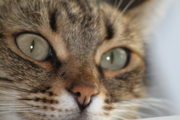 close up of a cat