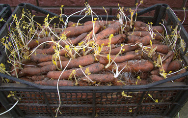 The sprouted carrot lies in a black plastic box. They are stored in the cellar.