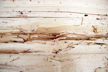 Fototapeta premium Background. a tree that was splited. There's a deep gap inside. Place for inscription