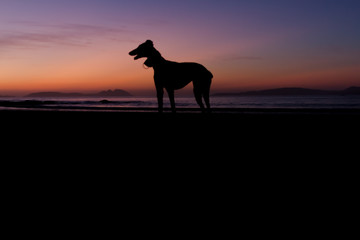 SILHOUETTE IN THE SUNRISE