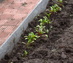 The shoots of young lettuce, which have recently come out of the ground. The plants are too small and do not look like a lettuce.