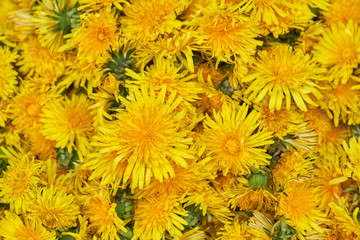 Yellow orange dandelion background. Top view.       