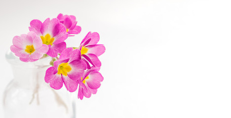 Fototapeta na wymiar Pink primroses in a transparent glass vase on a white background.Spring concept,festive background.Selective focus,copy space