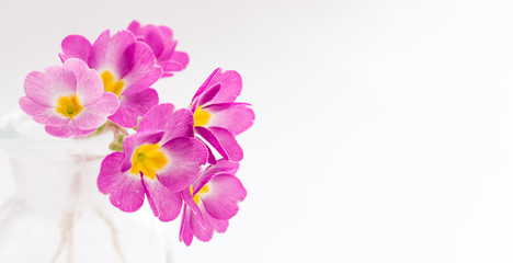 Pink primroses in a transparent glass vase on a white background.Spring concept,festive background.Selective focus,copy space