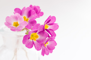 Fototapeta na wymiar Pink primroses in a transparent glass vase on a white background.Spring concept,festive background.Selective focus