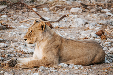 Lioness rests on rocky ground at sunrise in Etosha national park, Namibia