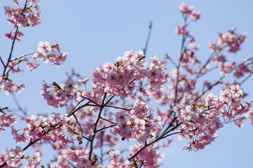 河津桜：桜　sakura　cherry blossom