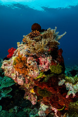 coral reel full of life and colors