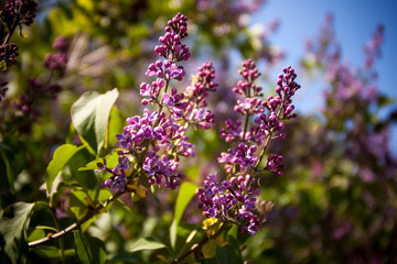 Lilac in Park