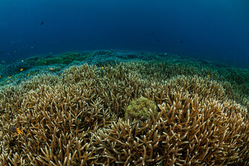 huge field of staghorn coral