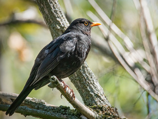 Amsel im Sonnenschein