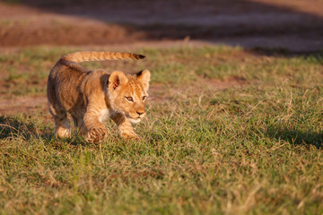 Lion cub running in the Masai Mara Game Reserve in Kenya