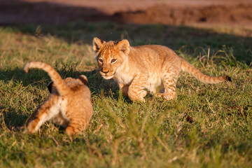 Lion cubs playing in the Masai Mara Game Reserve in Kenya