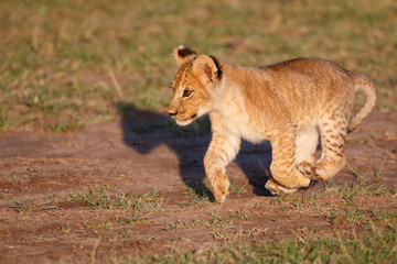 Lion cub running in the Masai Mara Game Reserve in Kenya