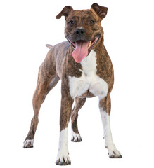 American staffordshire terrier