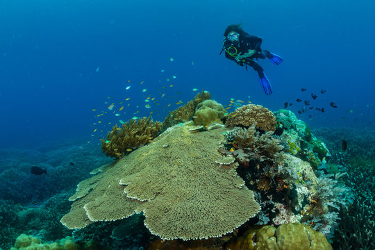 woman divng over a massive coral construction over a field of staghorn coral